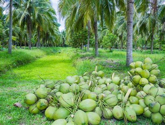 We grow fresh, organic produce using clean methods that protect nature, healthy coconuts.
