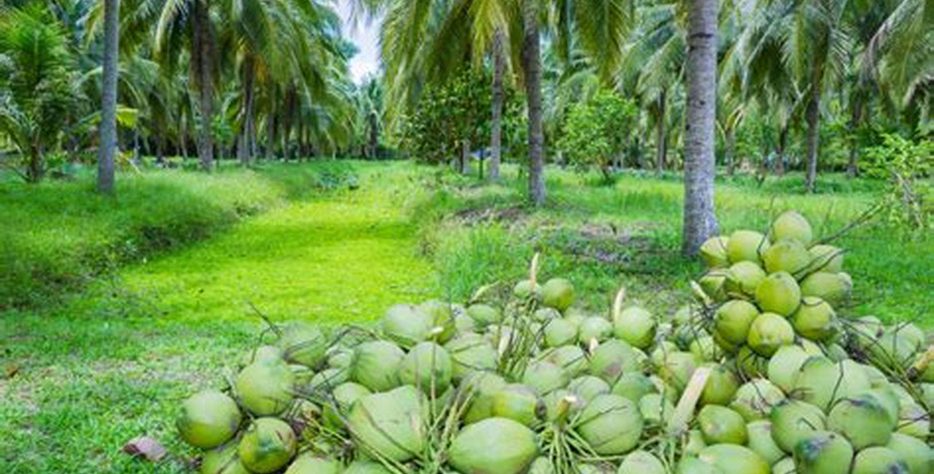 We grow fresh, organic produce using clean methods that protect nature, healthy coconuts.
