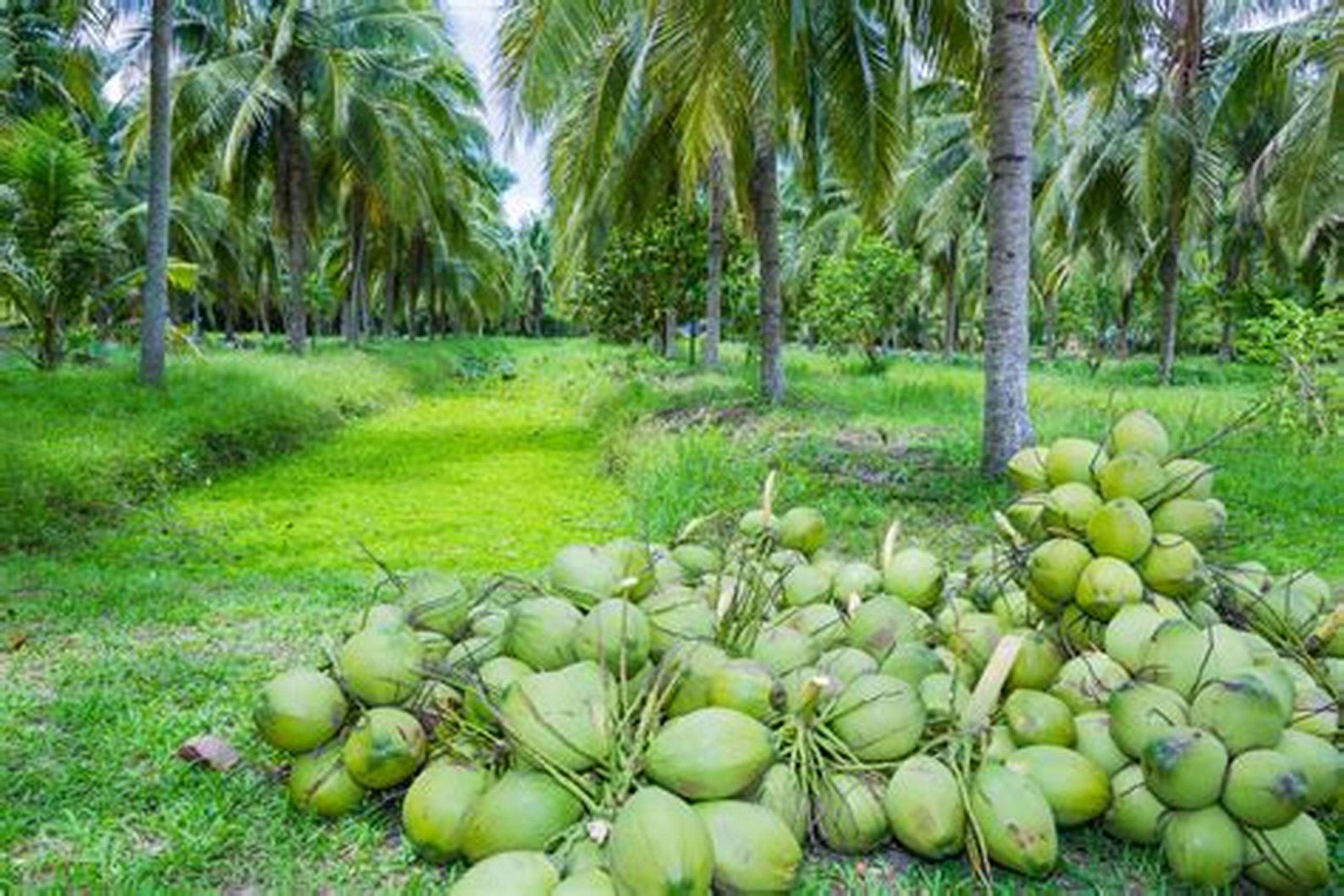 We grow fresh, organic produce using clean methods that protect nature, healthy coconuts.